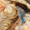 Mountain Bluebird